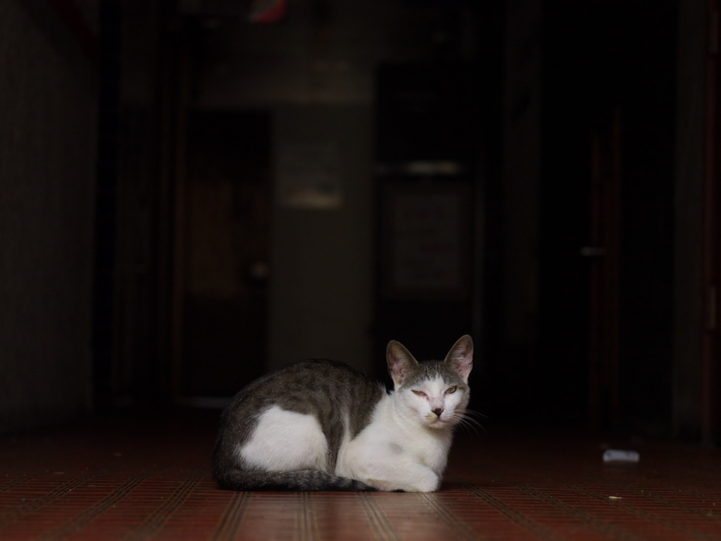 通りすがり猫214