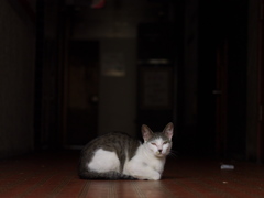 通りすがり猫214
