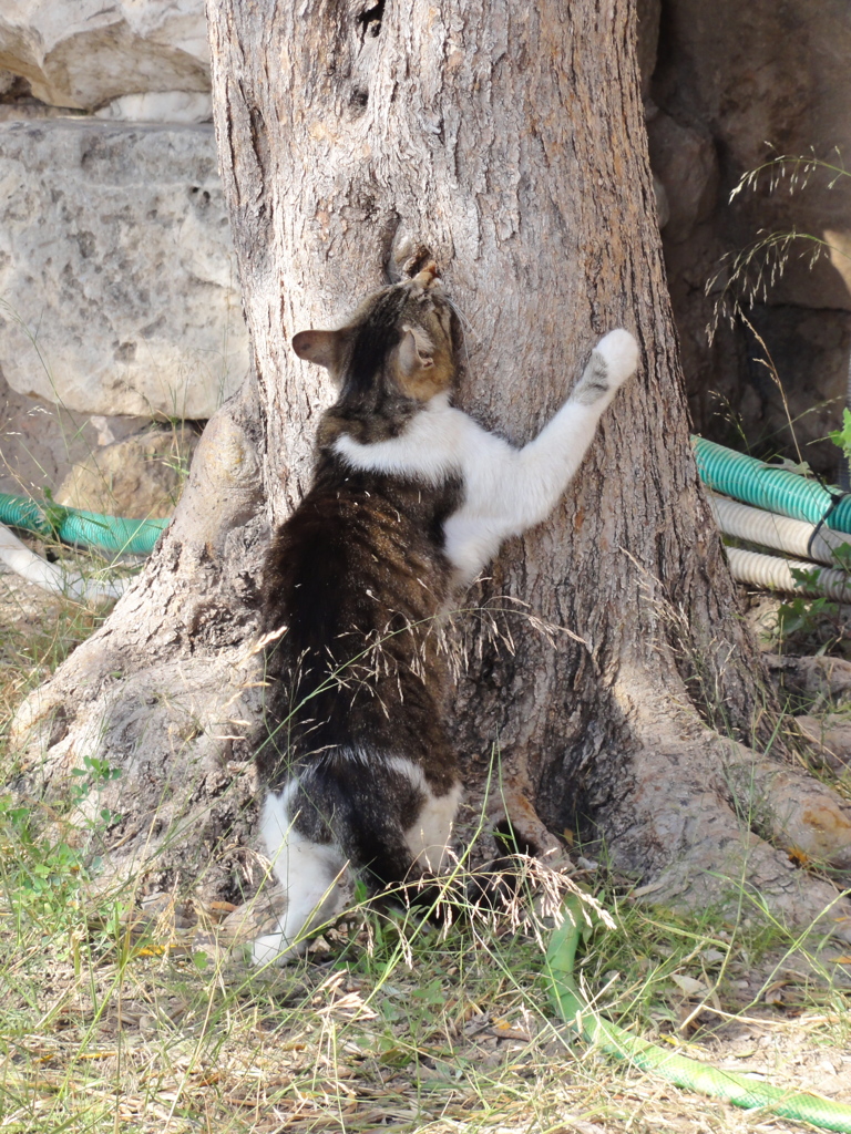 アテネ猫22