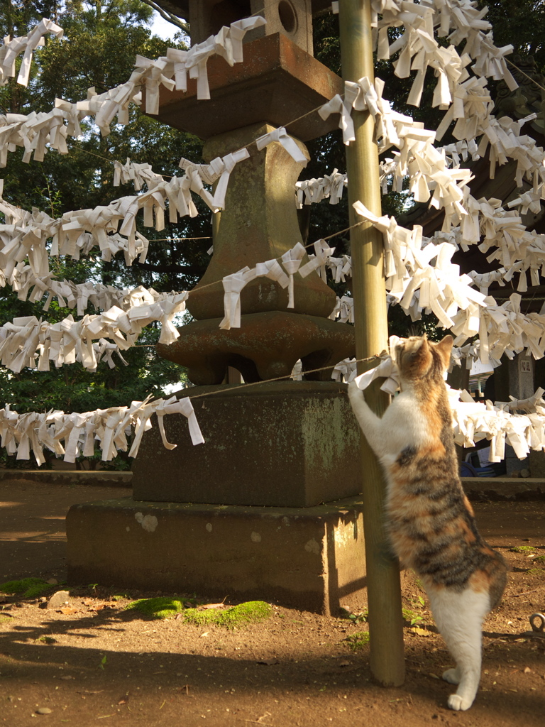 神社猫01