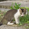 南の島猫06