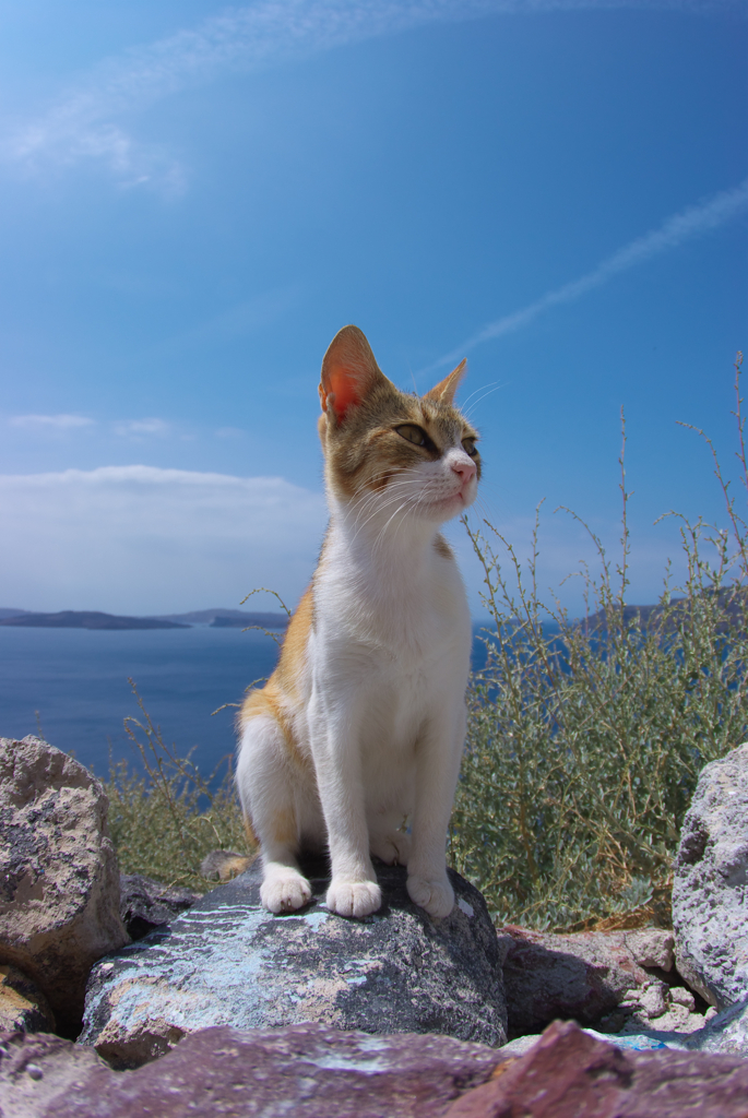 エーゲ海猫50