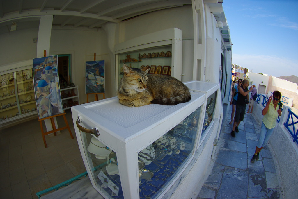 エーゲ海猫29