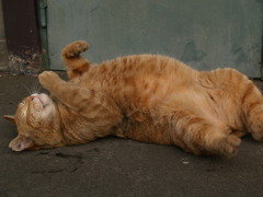 通りすがり猫35