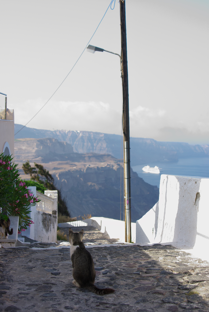 エーゲ海猫48