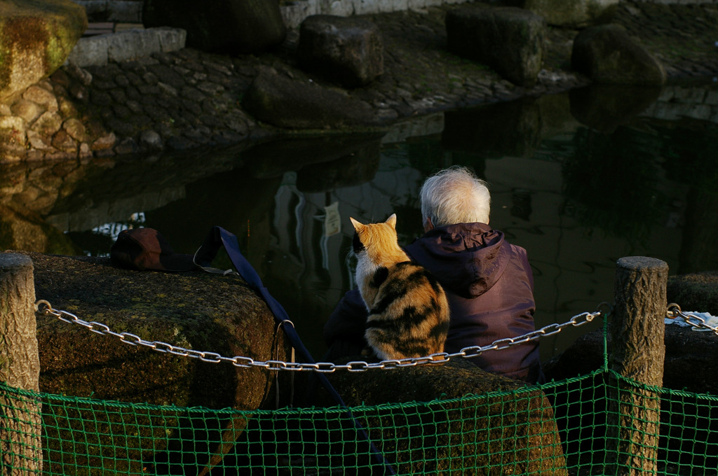 通りすがり猫18