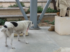 アテネ犬2