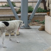 アテネ犬2