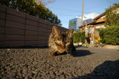 通りすがり猫23