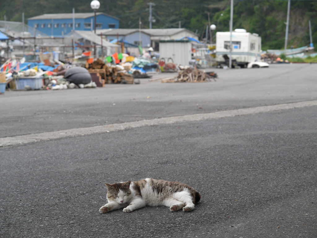 島猫10