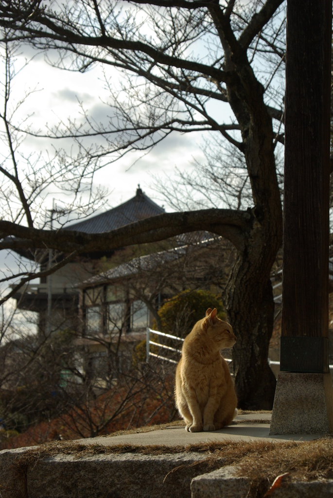 尾道猫5
