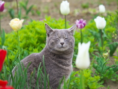 公園猫106