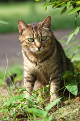 S公園猫06