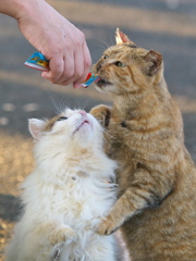 S公園猫28