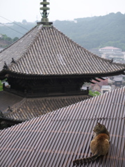 尾道猫90