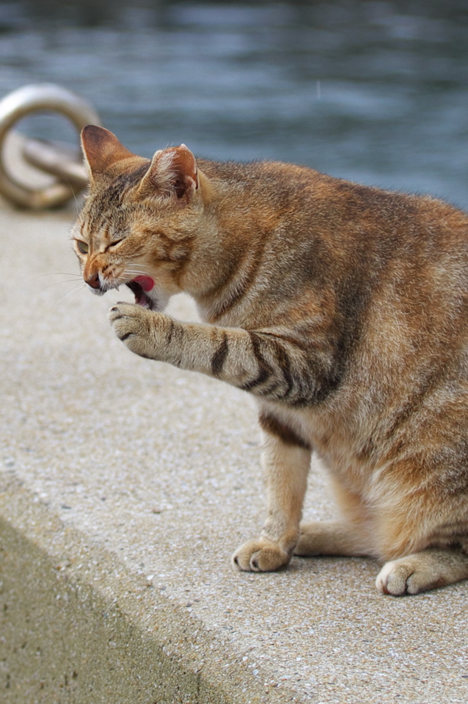 猫島猫25
