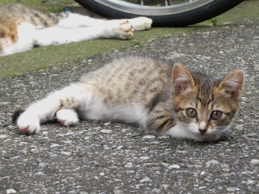 通りすがり猫102