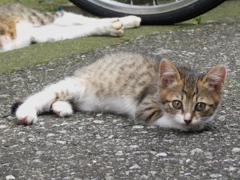 通りすがり猫102