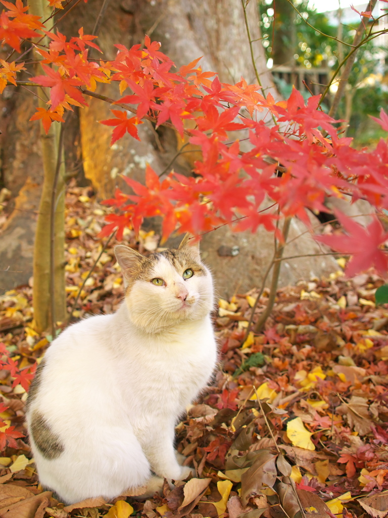 神社猫118