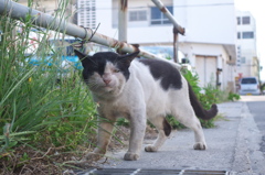 南の島猫09