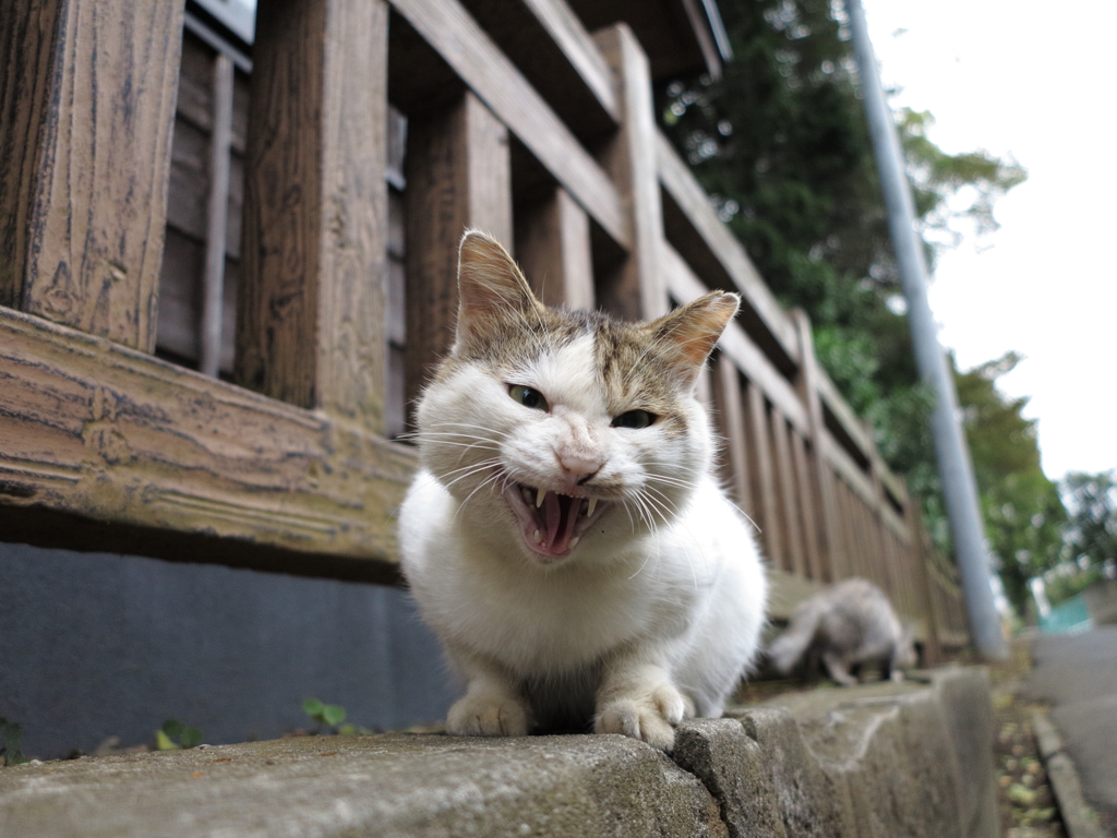 神社猫107