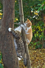 神社猫　ある戦い2