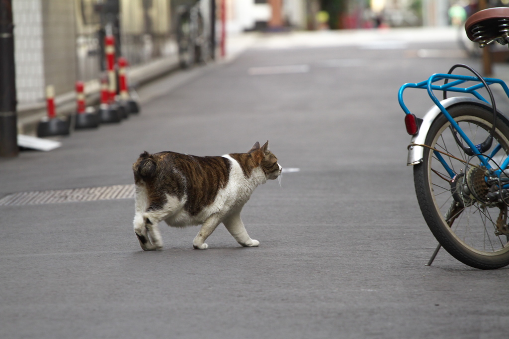 通りすがり猫171