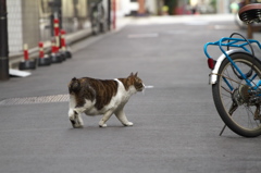 通りすがり猫171