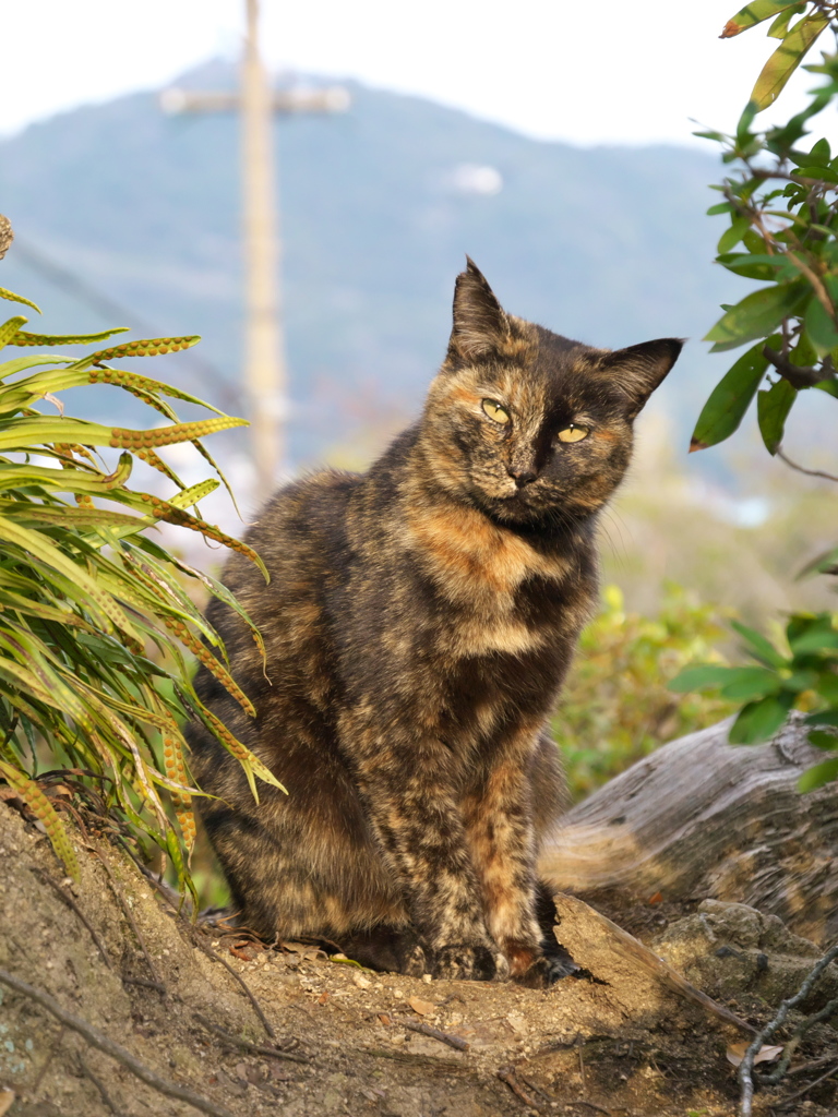尾道猫150