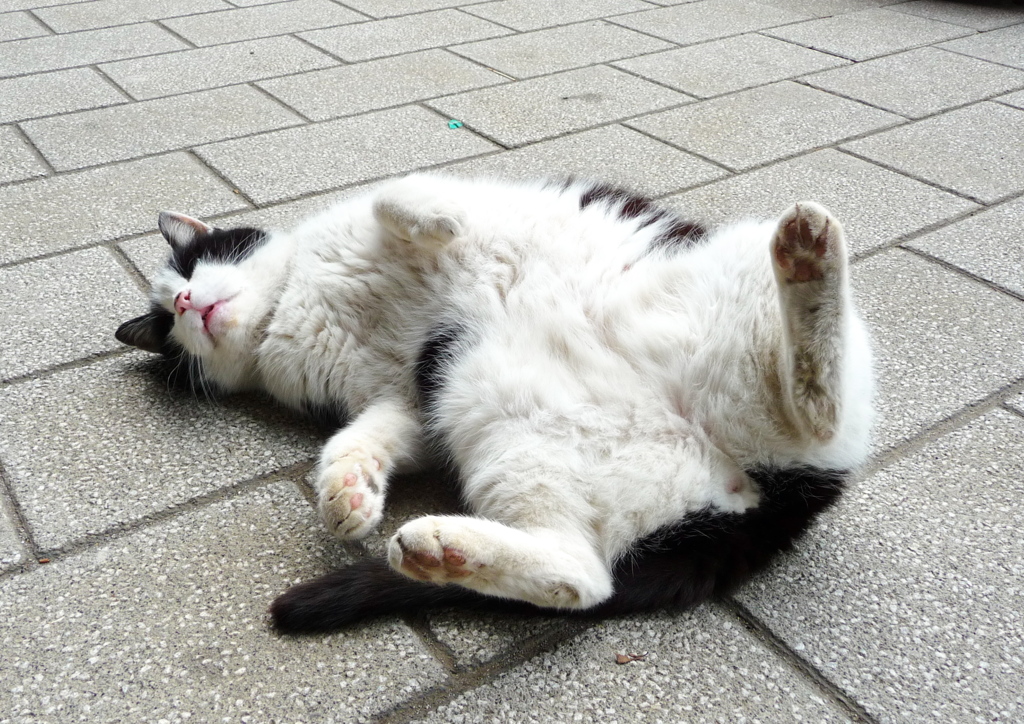 通りすがり猫75