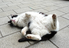 通りすがり猫75