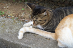 神社猫103