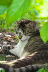 尾道猫82