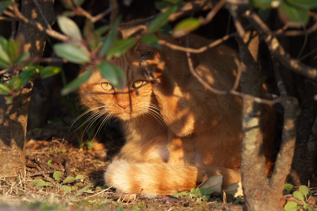 公園猫101