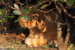 公園猫101