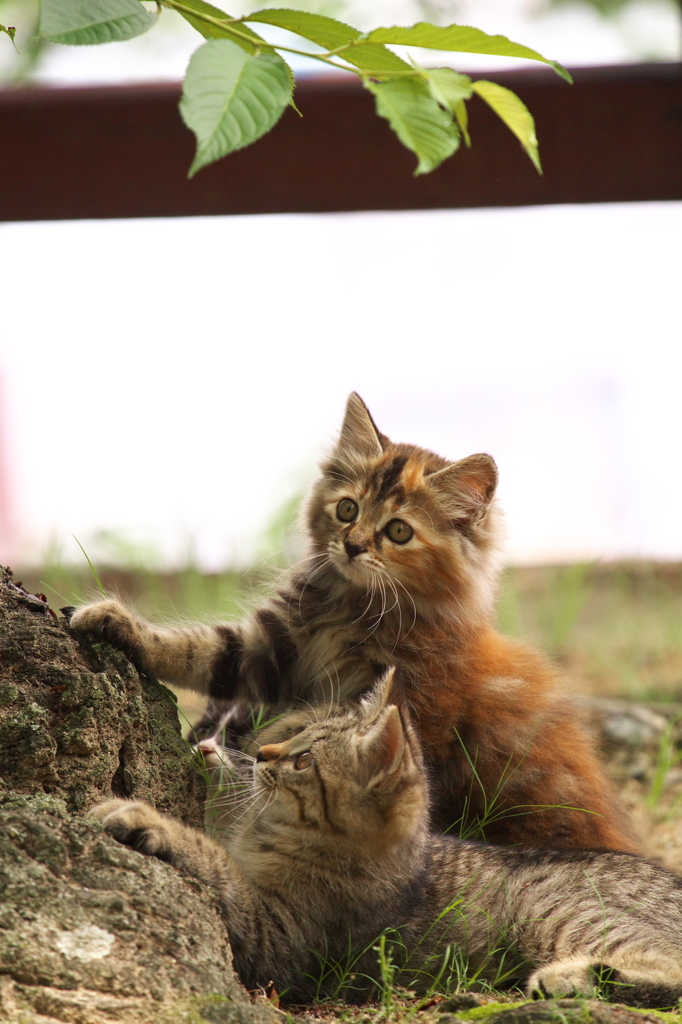 尾道猫79