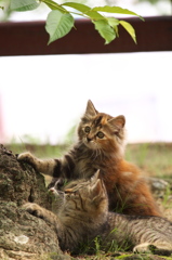尾道猫79