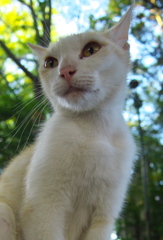 神社猫84