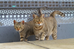 A島猫20
