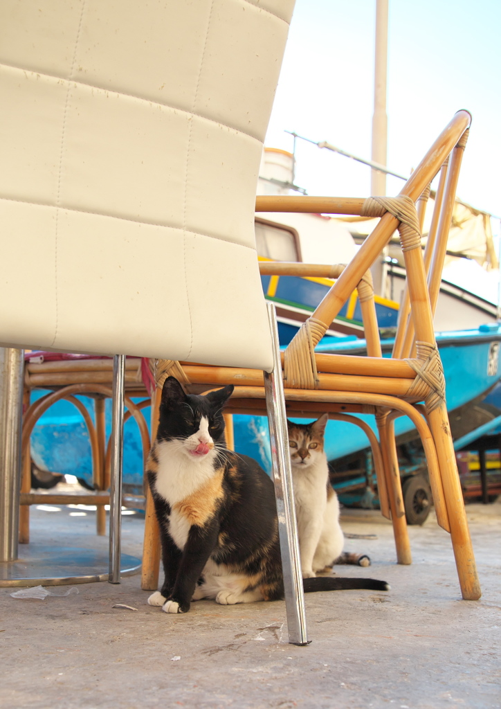 地中海猫30