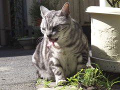 通りすがり猫206