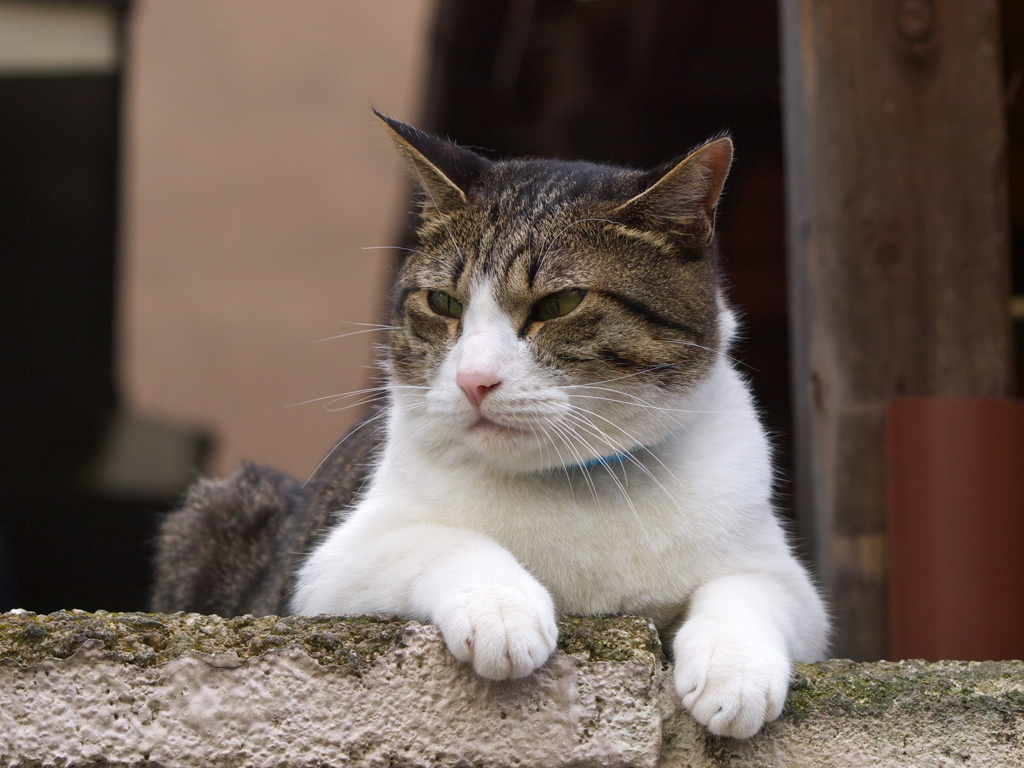 通りすがり猫106