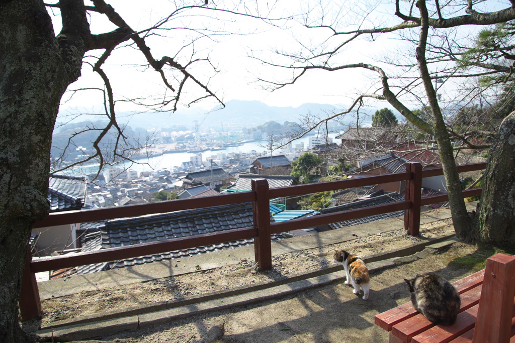 尾道猫49