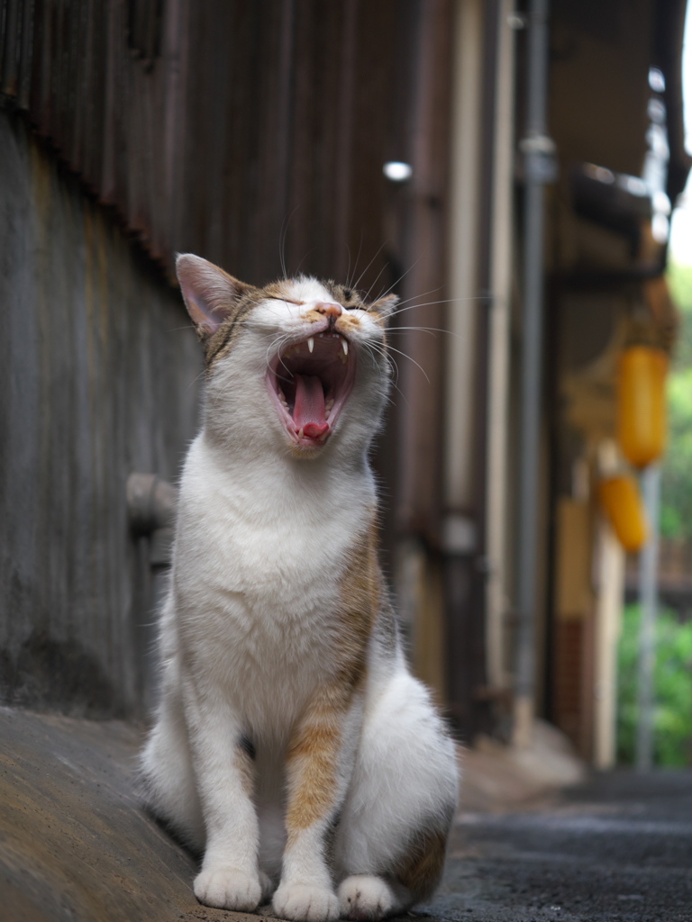 通りすがり猫294