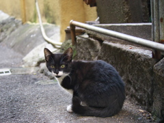 通りすがり猫224
