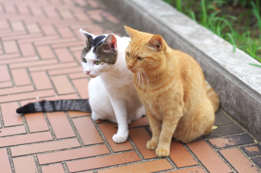 公園猫94