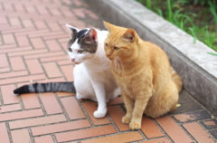 公園猫94