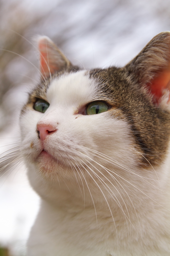 公園猫139