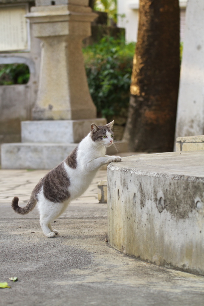 南の島猫18