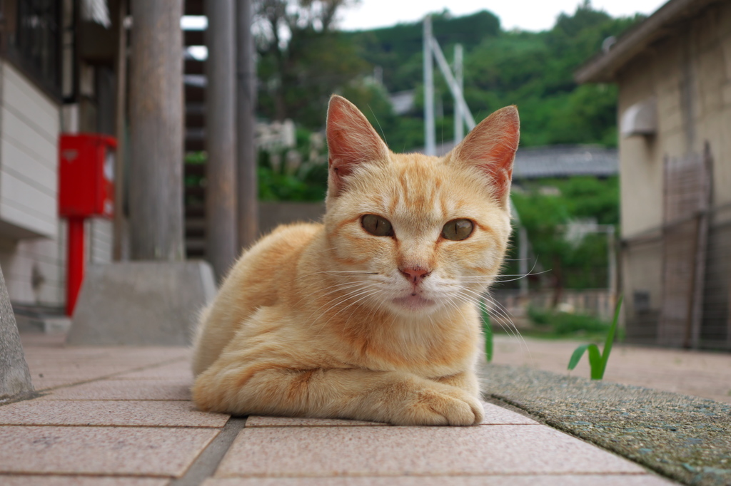 猫島猫20